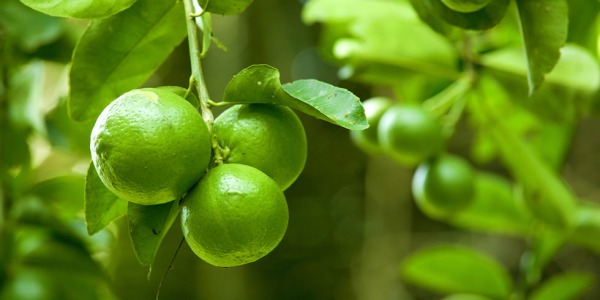 Il Cedro di Calabria: l’albero più bello, un frutto color del sole