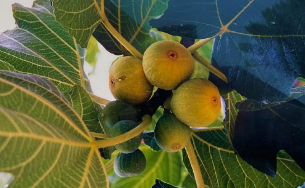 Il fico dottato di calabria: dolce, versatile, unico